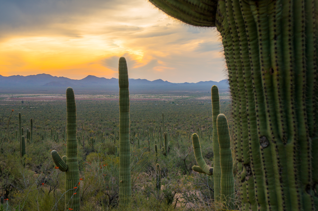 Saguaro National Park, Tucson, Ariz. 2014